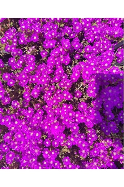 SARMASK Acem Halisi Cicegi Fidesi(2ADET) -yer Örtücü-mezar Örten Cicek (10-15CM)