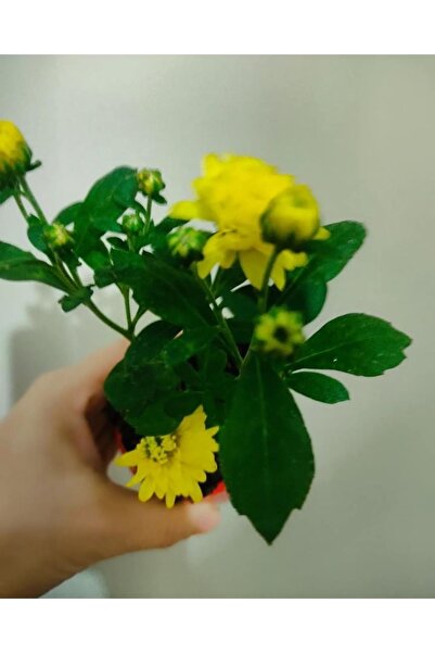 SARMASK Kasimpati Fidesi (5 Adet ) Sarı -beyaz -kırmızı -turuncu Renk