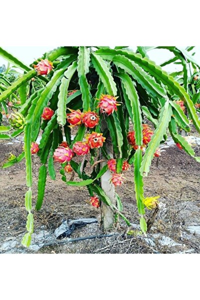 Alanya Fidan Ejder Meyvesi Fidanı Köklü (PİTAYA) Dragon