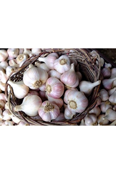 KASTAMONU SARIMSAK Iri Diş Kastamonu Sarımsağı 1 Kg (yeni Mahsül)