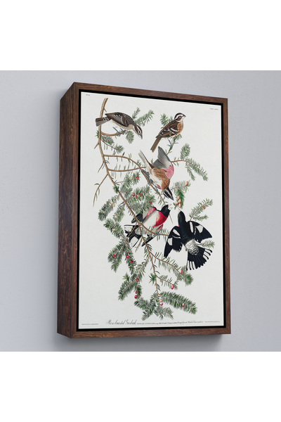 Oxyteez John James Audubon cu cadru din lemn - Pictură de Grosbeak cu piept d...