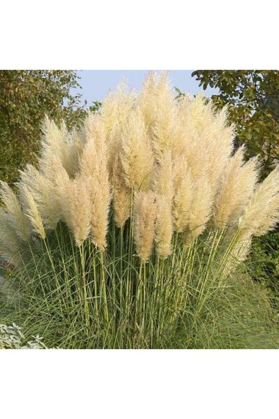 Tunç Botanik PAMPAS OTU - SAZ PÜSKÜLÜ