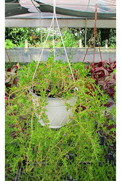 Tunç Botanik Acem Halısı - Askılı Saksıda Hediyelik