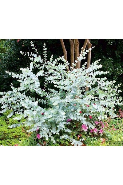 Tunç Botanik MAVİ OKALİPTUS FİDANI 3 ADET