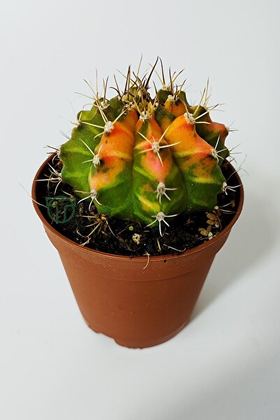 Toptan Kaktüs Gymnocalycium Mihanovichii Variegata köklü çok renkli küçük boy koleksiyon kaktüs 5.5 cm kahverengi