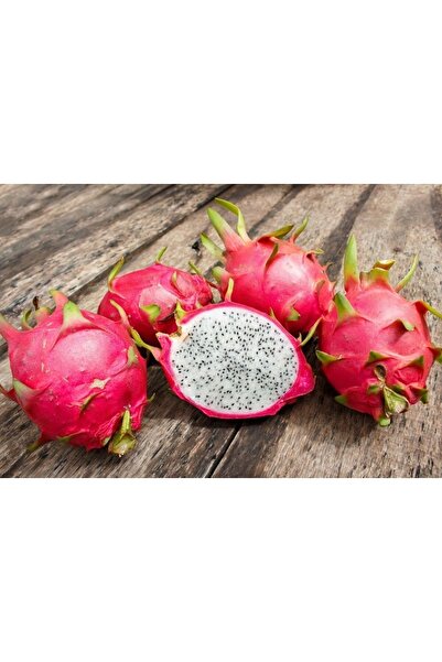 Alanya Fidan Ejder Meyvesi Fidesi 2 Adet (pitaya)20-40cm