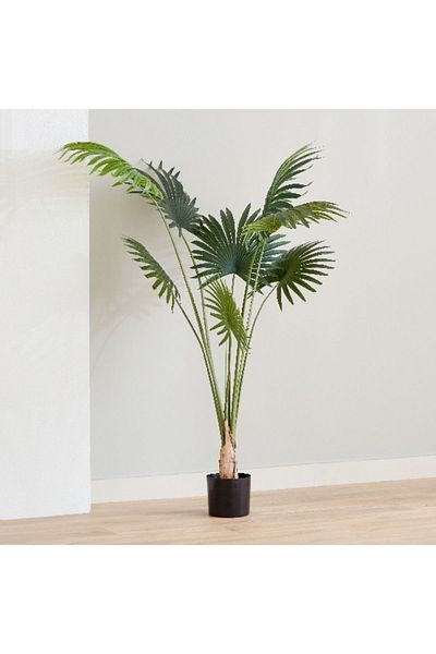 Home Box Teodoara Fan Palm Tree - 160 cm