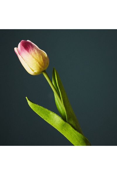 Home Box Aria Tulip Flower Stem - 36 cm