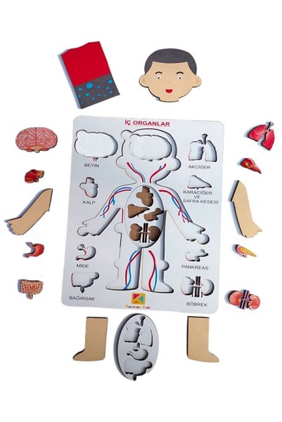 kayasan kids I'm Learning My Organs - Who Am I?