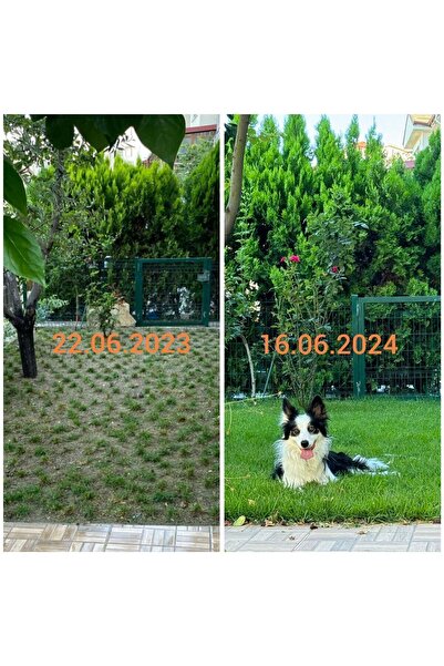 Bahçem Elit Zoysia Japonica Çim Fidesi 10.5 M2 Için 168 Adet Fide 84'lük Viol...