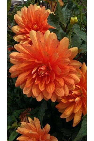 SARMASK Kasimpati Fidesi (5 Adet ) Sarı -beyaz -kırmızı -turuncu Renk