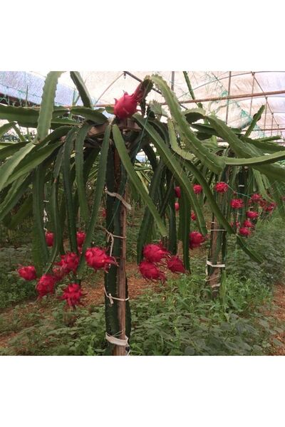 Alanya Fidan Ejder Meyvesi Fidanı Pitaya 70-80 Cm Boyunda