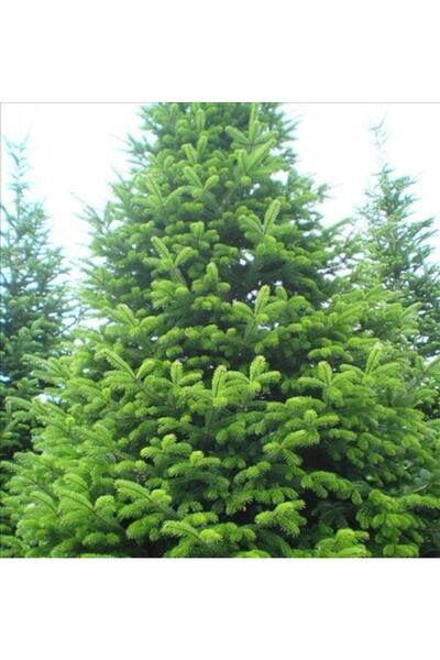 Ekodoğa Göknar Tohumu 40 gr Köknar Tohumu Çam Tohumu Göknar Çamı Tohumu Köknar Ağacı Tohumu