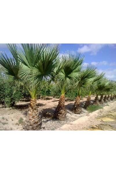 Asenya Palmiye Tohumu 25 Adet Palmiye Ağacı Tohumu Washingtonia Filifera Süs ...