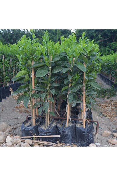 ASES Tüplü Aşılı Washington (thomson) Fidanı Yaş 1-2 Boy 90-110cm