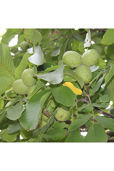 ASES Tüplü Aşılı Fernette Ceviz Fidanı 2 Yaş 70-90 Cm Boy (iyi Verimli)