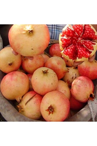 ASES Tüplü Iri Taneli Keben Nar Fidanı