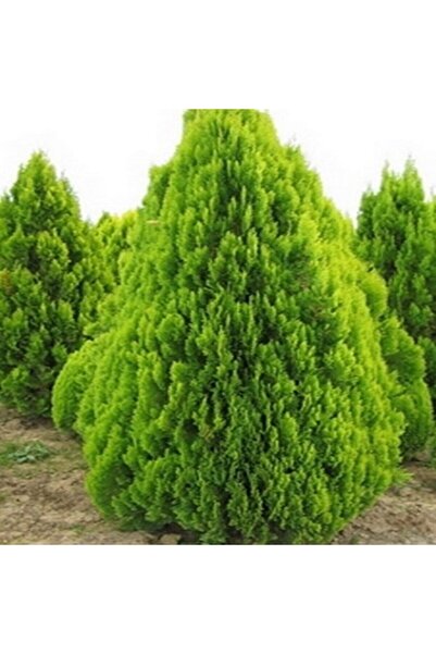 ASES Tüplü Altuni Mazı Fidanı2 Yaş Boy 40-60cm