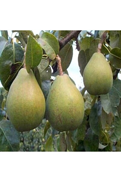 ASES Tüplü Aşılı Ankara Armut Fidanı 2 Yaş 90-110 Cm Boy