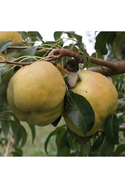 ASES Tüplü Aşılı Deveci Armut Fidanı 2 Yaş 90-110 Cm Boy