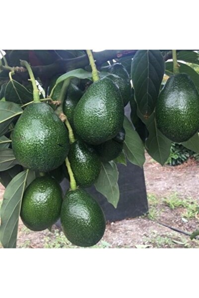 ASES Aşılı Tüplü Bacon Avokado 2 Yaş Boy 60-90cm