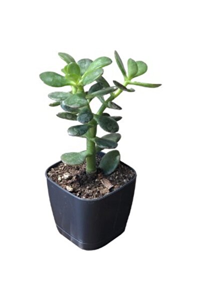 Genel Markalar Tüplü Para Ağacı Çiçeği 15- 25 Cm