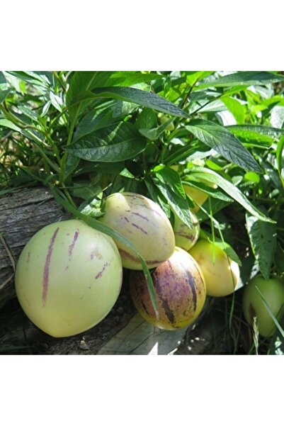 ASES Tüplü Salkım Meyveli Pepino Fidanı Yaş 1 Boy 45-65cm