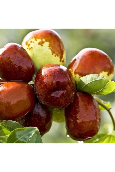 Genel Markalar Tüplü Hünnap Fidanı Yaş 2 Boy 50-70cm