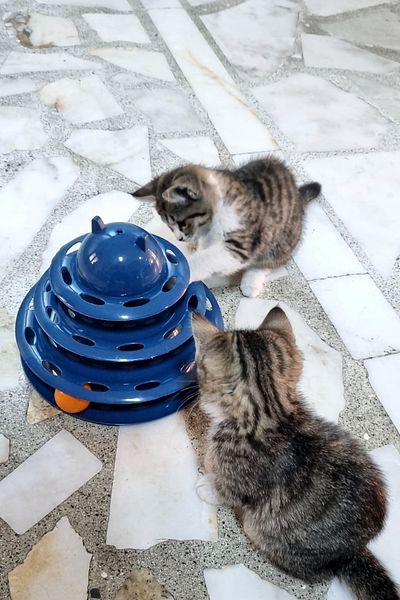 Trade Bazaar 3 Tiers Bulk Cat Toy