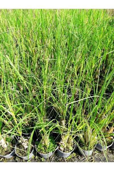 Tunç Botanik PAMPAS OTU - SAZ PÜSKÜLÜ