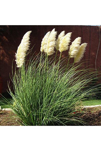 Tunç Botanik PAMPAS OTU - SAZ PÜSKÜLÜ