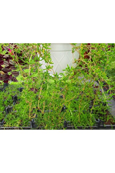 Tunç Botanik Acem Halısı - Askılı Saksıda Hediyelik