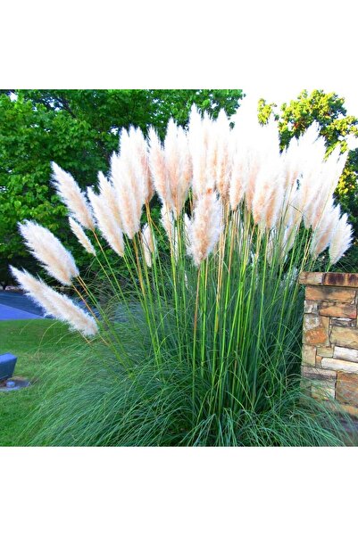 Tunç Botanik PAMPAS OTU - SAZ PÜSKÜLÜ