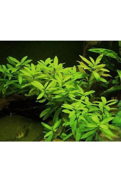 markentegra Hygrophila Polysperma Ceylon Zeytin Saksı Canlı Bitki