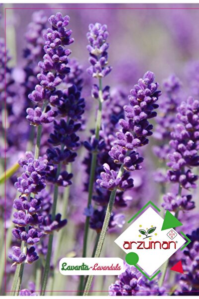 fidanciyiz Lavanta Çiçeği(paketteki Tohum Sayısı 100)