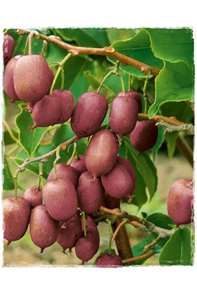 fidanciyiz Kivi Fidanı Mini Actinidia arguta Ananas Naya