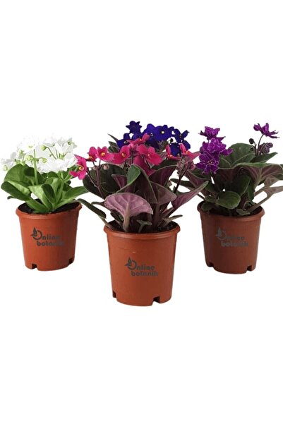 Online Botanik Afrika Menekşesi 4 Saksı Karışık Renkler