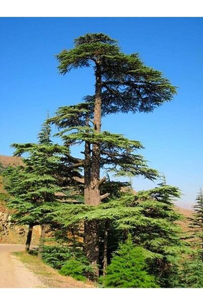 aysenin Cedar Tree Oil 20ml.