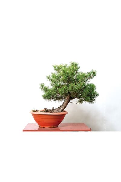 Bade Shop 5 Adet  - Karaçam  Ağacı Tohumu Bonsai Ağacı Tohumu - pinus nigra
