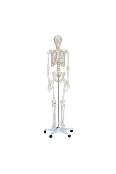 CAMBURADA CAMGEN Insan Iskelet Modeli Plastik 170 Cm