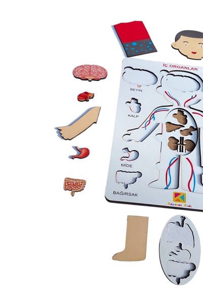 kayasan kids I'm Learning My Organs - Who Am I?