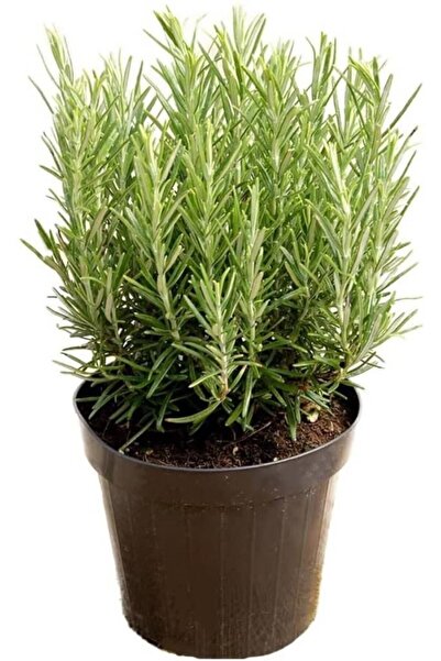 YEŞİLİMARKET Biberiye Bitkisi Çiçek Açan Cins 25- 35cm Aromatik (rosmarinus O...