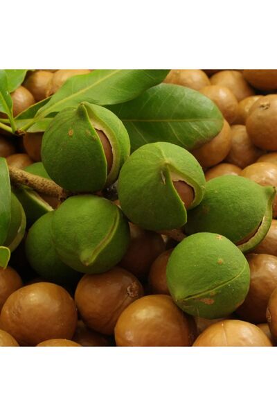 NEW RAW MATERIALS Makademya Fındık Yağı 1000 gr