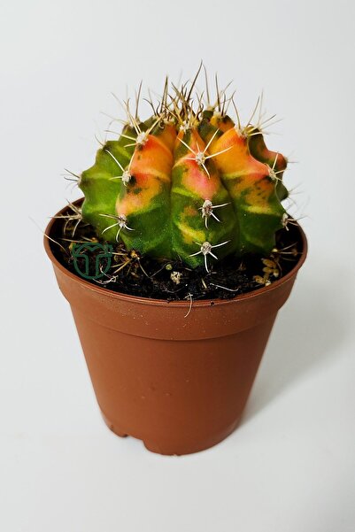 Toptan Kaktüs Gymnocalycium Mihanovichii Variegata köklü çok renkli küçük boy koleksiyon kaktüs 5.5 cm kahverengi