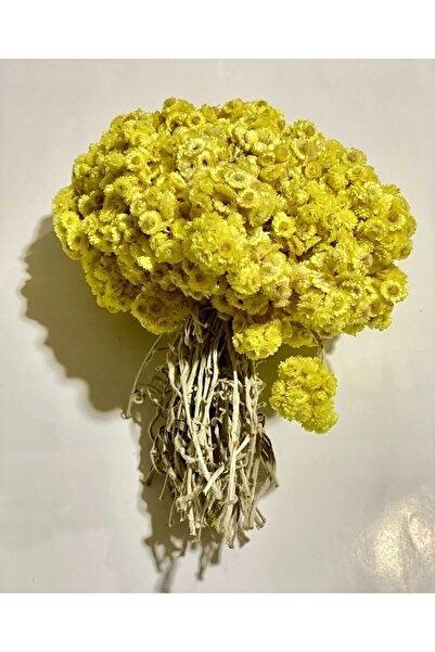 ASTERA 1 Adet Altın Otu Demet ( 1. Kalite )