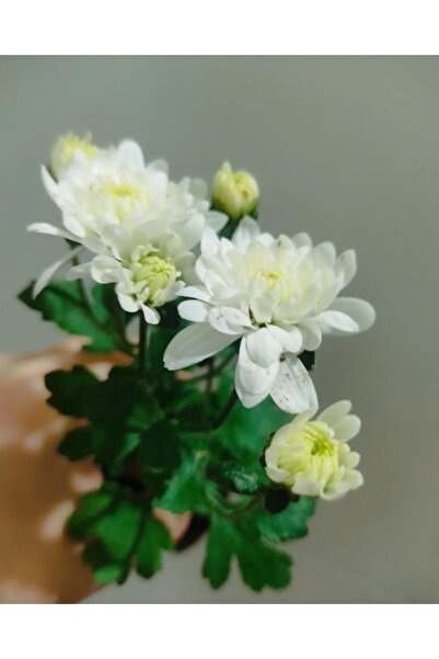 SARMASK Kasimpati Fidesi (5 Adet ) Sarı -beyaz -kırmızı -turuncu Renk