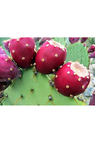 Köy Tohumları 10 Adet Tohum Organik Kırmızı Dikenli Bal İncir Tohumu Bal Dikenli İncir Hediye Tohumlu