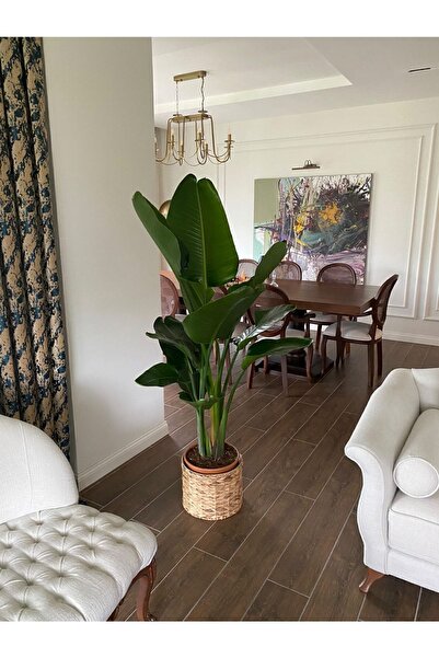 NİLAY FLOWERS Starliçe Beyaz Cennet Kuşu (2-3 KÖKLÜ 150-160CM) Strelitzia Nıcolaı
