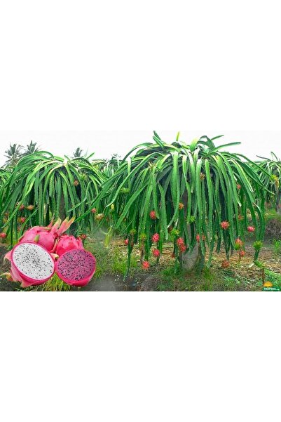 Alanya Fidan Ejder Meyvesi Fidesi 2 Adet (pitaya)20-40cm