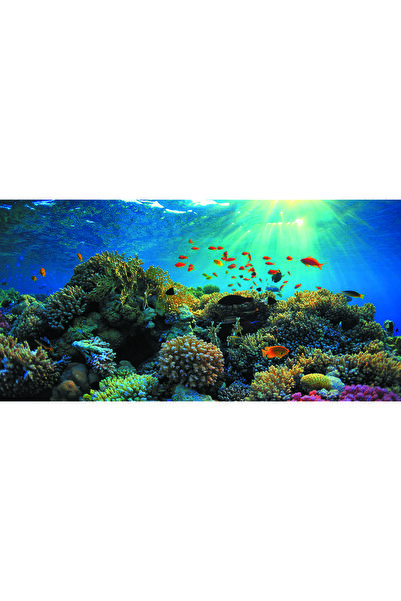 Kanki Pet KP1256321 Akvaryum Arka Fon Yapıştırma 125 x 63 CM